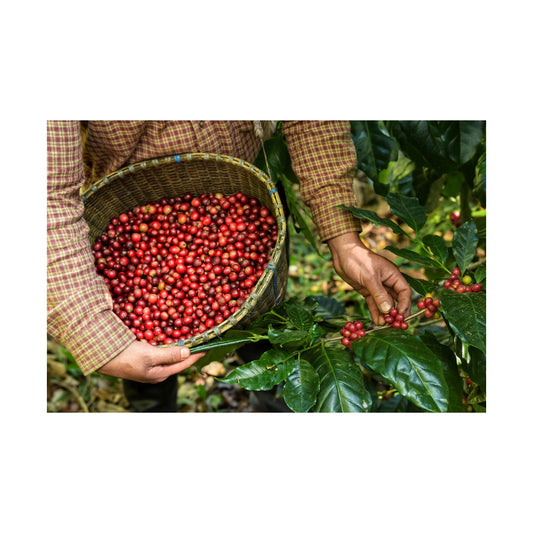 Exploring the World of Arabica Coffee Varietals: A Journey Through Flavor Profiles