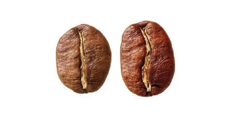 Arabica vs. Robusta Coffee