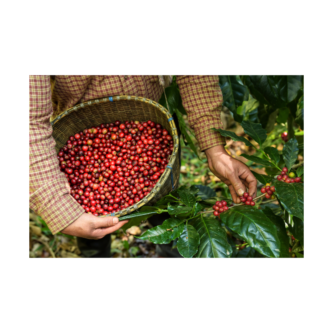 Peru | Gr.1 Organic San Martin